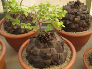 Dioscorea elephantipes