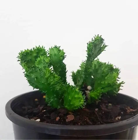 Euphorbia flanaganii forms Crest