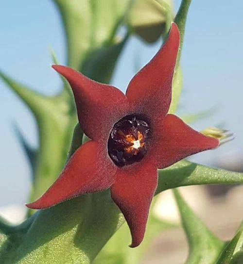 Orbea commutata subsp sheiliae