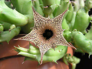 Huernia boleana