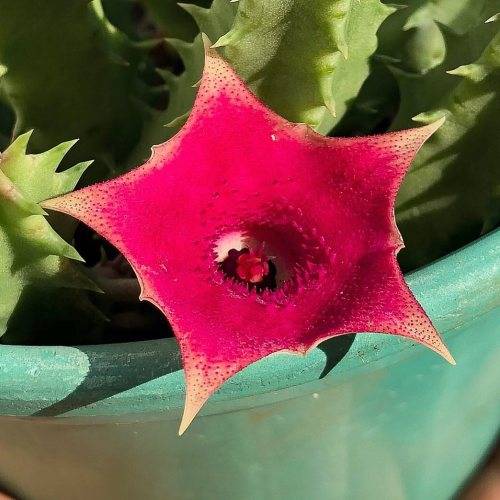 Huernia thuretii hybrid (Pugsley)