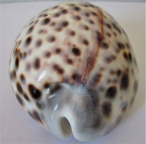 COWRIE SEA SHELL - S6