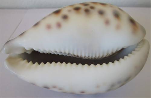COWRIE SEA SHELL - S6