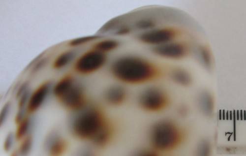 COWRIE SEA SHELL - S6