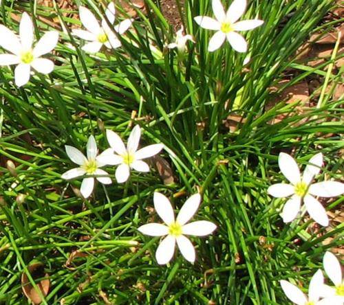 Zephyranthes candida bulbs. *rain lilly*  Evergreen.