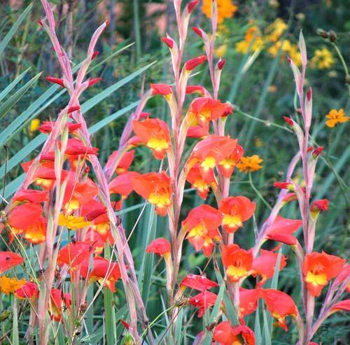 GLADIOLUS DALENII * CORMS * BATCH AS SHOWN *