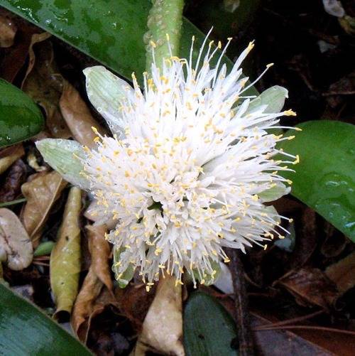 HAEMANTHUS ALBIFLOS BULBS - INDIGENOUS, mature flowering sized bulbs.