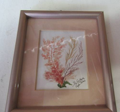 WOW A GORGEOUS VINTAGE WOODEN FRAME WITH GENUINE CAPE SEA WEADS BEHIND GLASS STUNNING VINTAGE PIECE