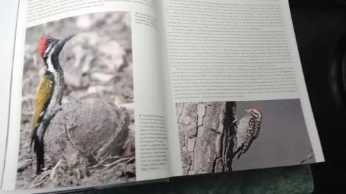 WOODPECKERS OF THE WORLD ; A Photographic Guide : GERARD GORMAN First Printing 2014