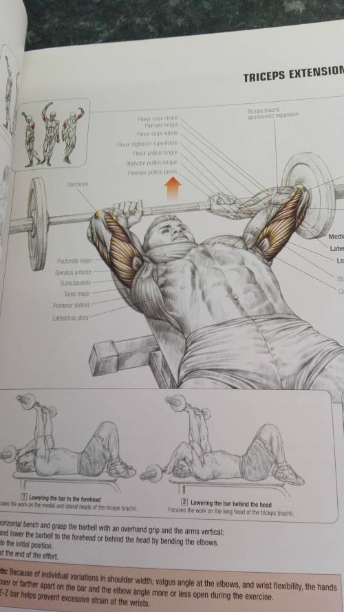 STRENGTH TRAINING ANATOMY FREDERIC DELAVIER Second Edition