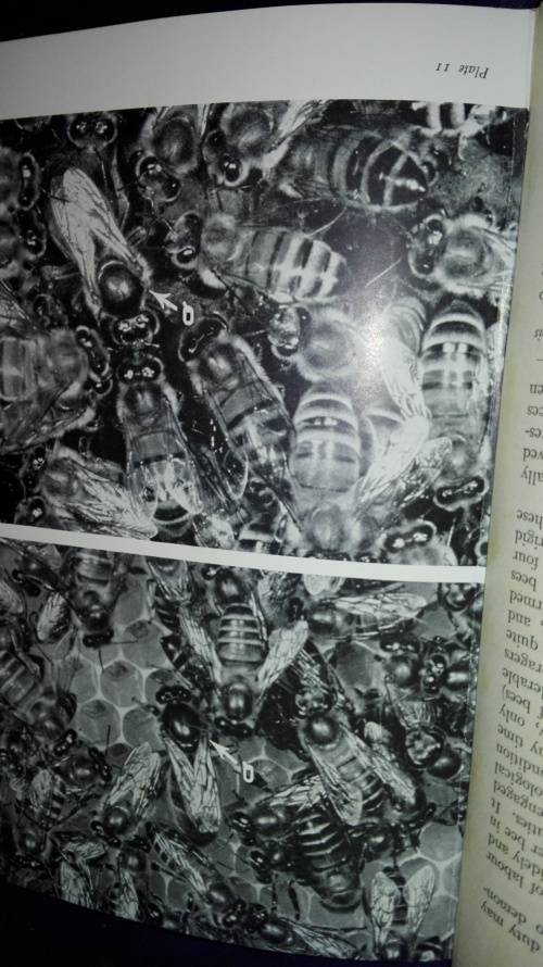 THE WORLD OF THE HONEY BEE COLIN G BUTLER