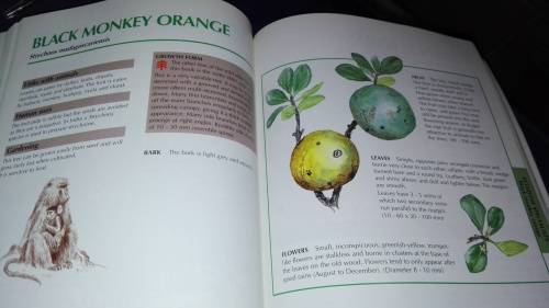 SAPPI TREE SPOTTING  LOWVELD  Tree Identification Made Easy Jacana ( signed by Illustrator )   )