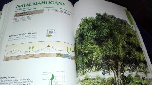 SAPPI TREE SPOTTING  LOWVELD  Tree Identification Made Easy Jacana ( signed by Illustrator )   )
