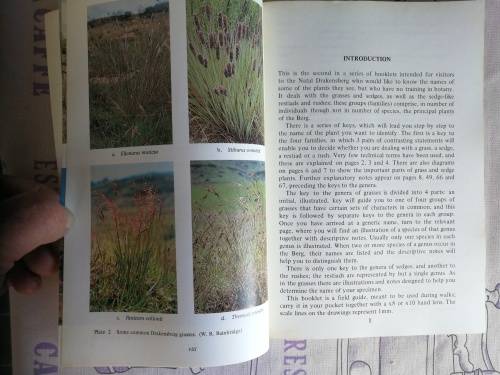 GRASSES SEDGES RESTIADS & RUSHES of the NATAL DRAKENSBERG O M HILLIARD