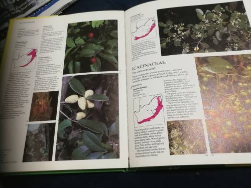 EVERYONE`S GUIDE TO TREES of SOUTH AFRICA KEITH PAUL and MEG COATES PALGRAVE