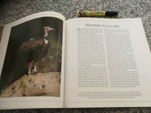 SOUTHERN AFRICA BIRDS OF PREY Peter and Beverly Pickford Warick Tarboton ( Eagles Vultures Owls   )