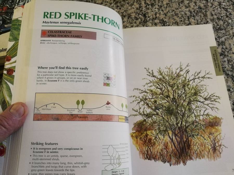 SAPPI TREE SPOTTING LOWVELD Tree identification made easy