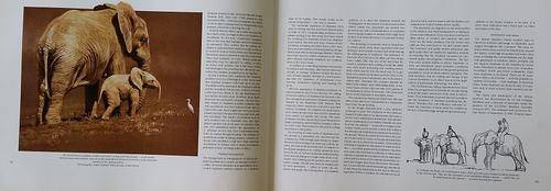 Elephants of Africa Paul Bosman Anthony Hall-Martin 1st Edition