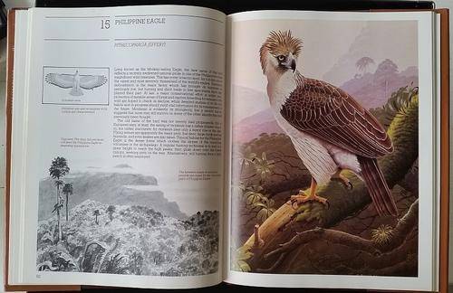 Vanishing Eagles, Philip Burton