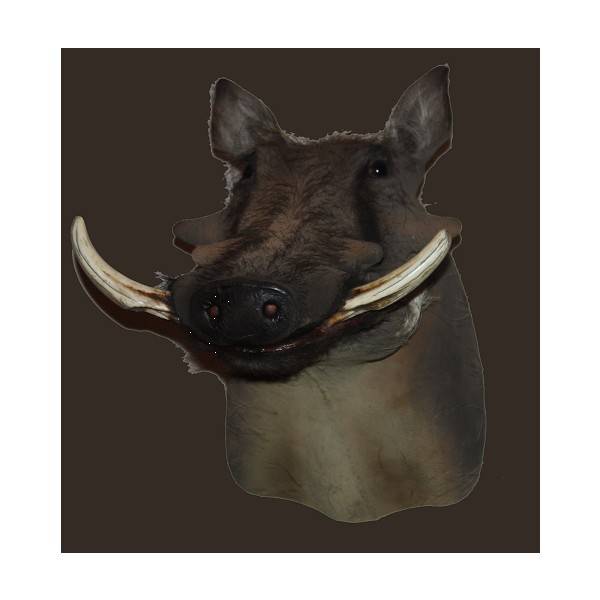Africa Warthog Trophy