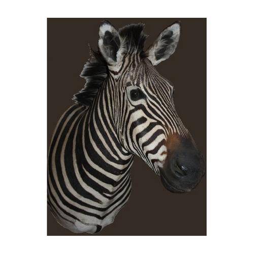 Zebra Mount