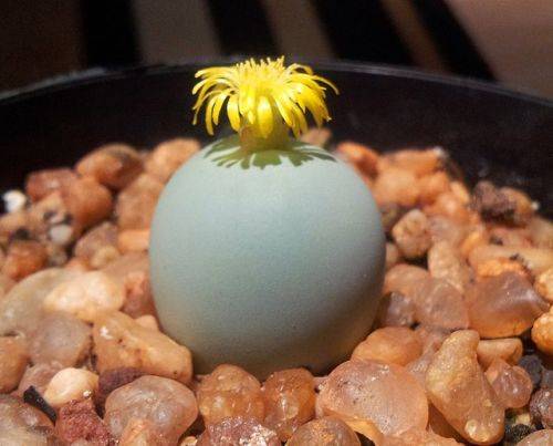 Conophytum calculus - 10 seeds