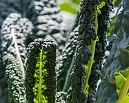 Lacinato kale (Dinosaur/Cavalo Nero kale) - 70 seeds
