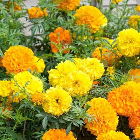 Marigold `crackerjack` - 300 seeds