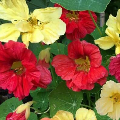 Nasturtium `tall climbing` - 5 seeds