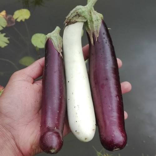Eggplant long mix (purple, green, white) - 15 seeds