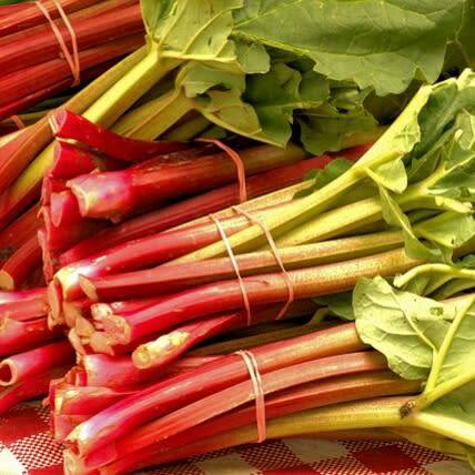 Rhubarb `victoria` - 20 seeds