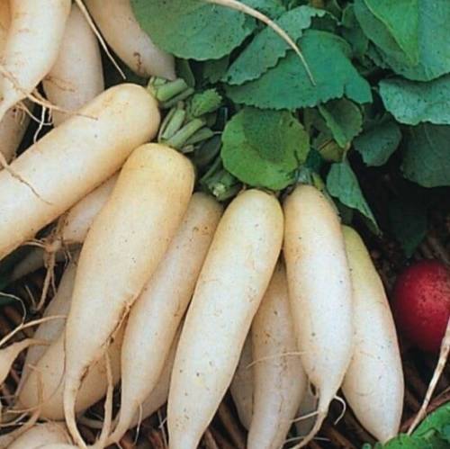 Radish `white icicle`- 50 seeds