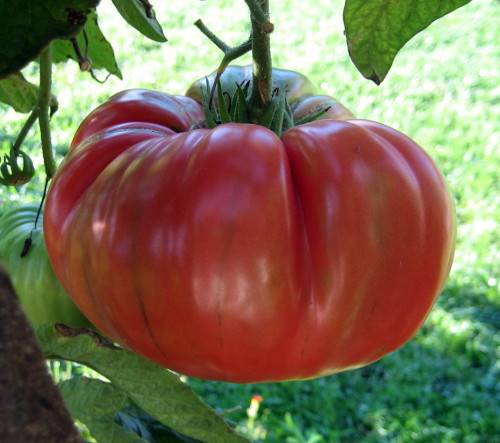 Tomato `red brandywine` - 25 seeds