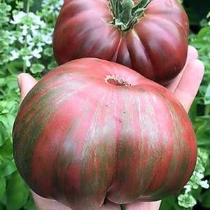 Tomato `berkeley pink tie dye` - 25 seeds