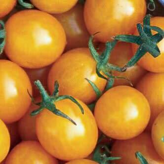 Tomato `blondkopfchen` - 25 seeds
