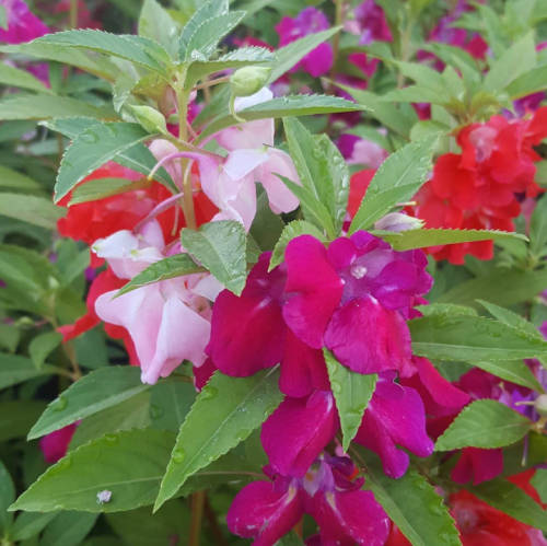 Balsam `tom thumb` - 50 seeds
