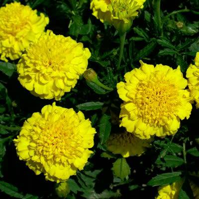 Marigold `lemon drops` - 200 seeds