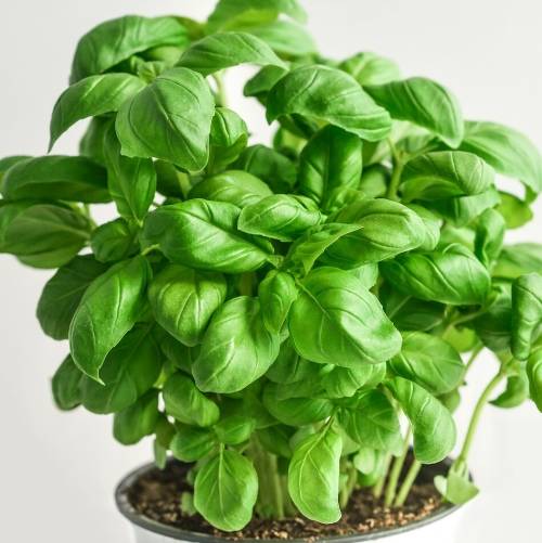 Basil (green) - 100 seeds