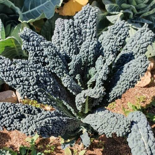 Lacinato kale (Dinosaur/Cavalo Nero kale) - 70 seeds