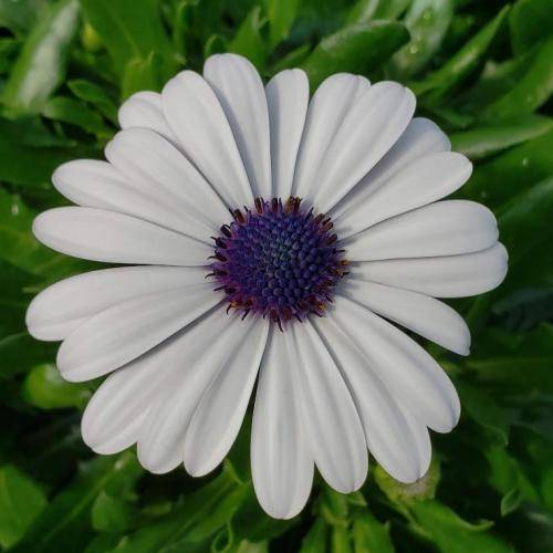 Osteospermum ecklonis -10 seeds