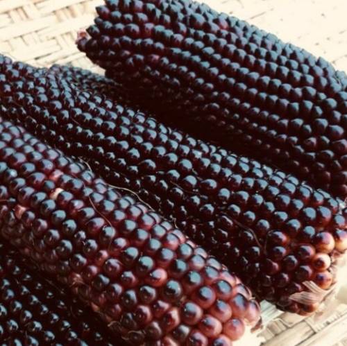 Dakota black popcorn - 15 seeds