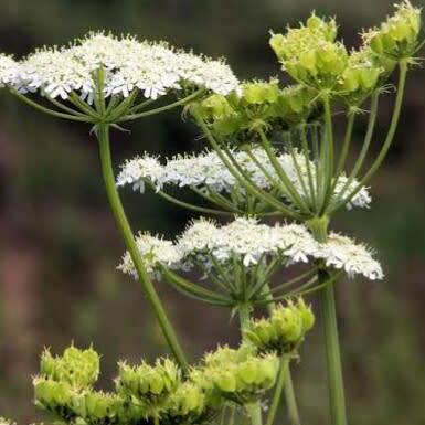 Anise - 25 seeds