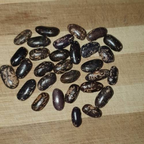Bush bean `prestons` - 5 seeds
