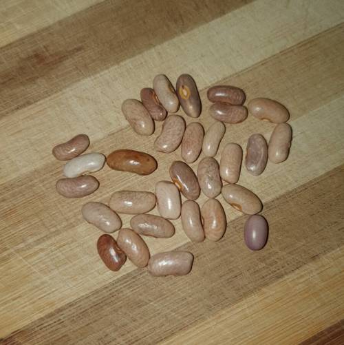 Bush bean `purple teepee` - 5 seeds