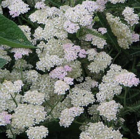 Yarrow (white) - 20 seeds