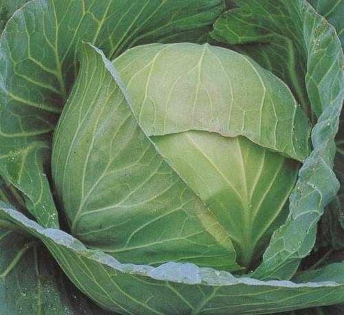 Cabbage `drumhead` - 200 seeds
