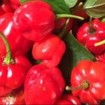Pepperdew (piquant pepper) - 10 seeds