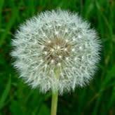 Dandelion (Taraxacum officionale) - 50 seeds