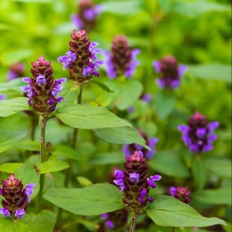 Selfheal (Prunella vulgaris) herb - 10 seeds