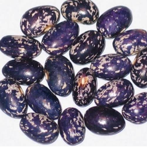 Bush bean `bird egg blue` - 5 seeds